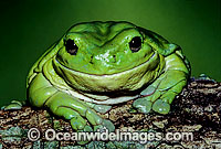 Green Tree Frog Litoria caerulea Photo - Gary Bell