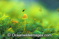 Fungi on tree moss Photo - Gary Bell