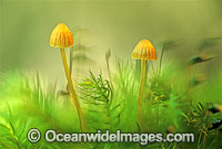 Fungi on tree moss Photo - Gary Bell