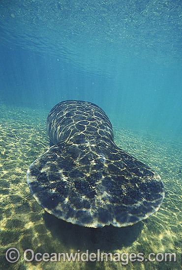 Florida Manatee showing paddle-like tail photo