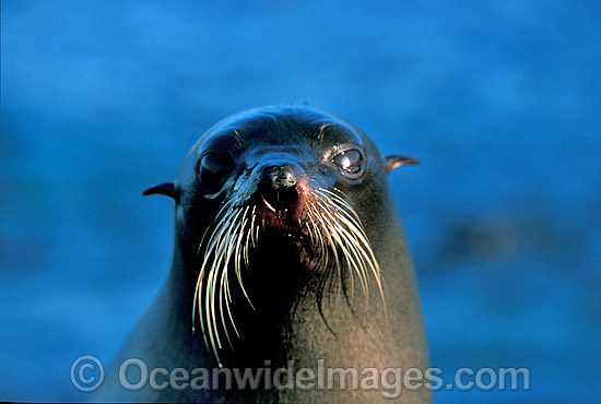 New Zealand Fur Seal cow photo