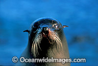 New Zealand Fur Seal cow Photo - Gary Bell