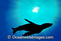 New Zealand Fur Seal silhouetted Photo - Gary Bell