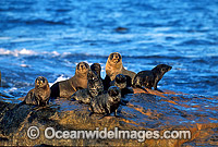 New Zealand Fur Seals Photo - Gary Bell