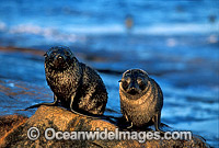 New Zealand Fur Seals pups Photo - Gary Bell