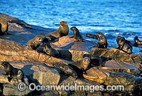 New Zealand Fur Seals Photo - Gary Bell
