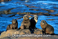 New Zealand Fur Seals Arctocephalus forsteri Photo - Gary Bell