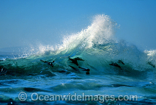 Cape Fur Seal surfing breaking wave photo