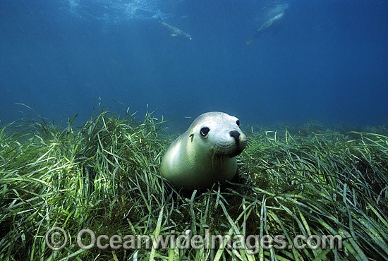 Australian Sea Lion amongst seagrass photo