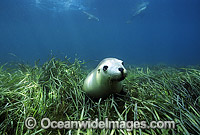 Australian Sea Lion amongst seagrass Photo - Gary Bell