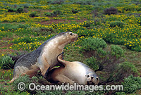 Australian Sea Lions resting Photo - Gary Bell