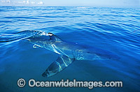 Great White Shark beneath the surface Photo - Gary Bell