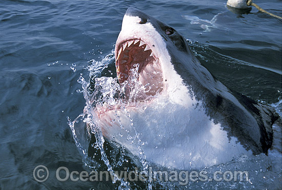 great white shark jaws open