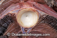 Great White Shark cartilage vertebrae Photo - Gary Bell