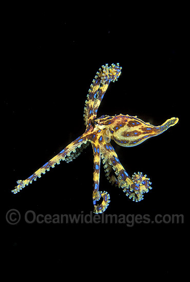 Blue-ringed Octopus photo