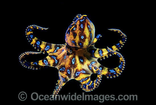 southern-blue-ringed-octopus-24M1633-23.