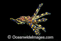 Blue-ringed Octopus Photo - Gary Bell