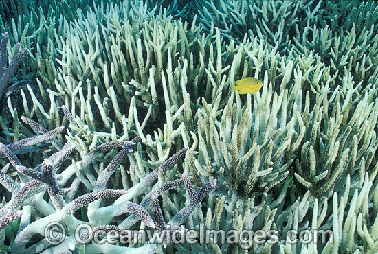 Coral Bleaching Great Barrier Reef photo