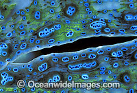Giant Clam Tridacna gigas siphon detail Photo - Gary Bell