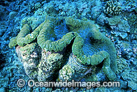 Giant Clam Tridacna gigas Photo - Gary Bell