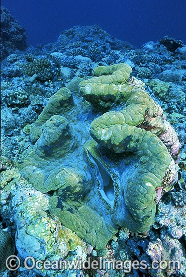 Giant Clam Tridacna gigas photo