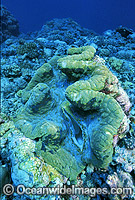 Giant Clam Tridacna gigas Photo - Gary Bell