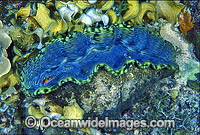 Giant Clam Tridacna derasa Photo - Gary Bell
