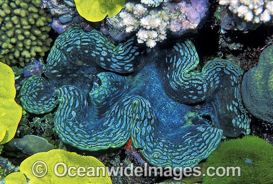 Giant Clam Tridacna sp. photo