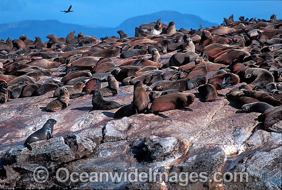 Cape Fur Seal colony photo