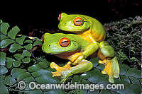 Mating Red-eyed Tree Frogs Litoria chloris Photo - Gary Bell