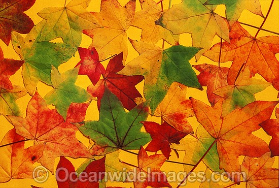 Autumn leaves of the liquid amber tree photo