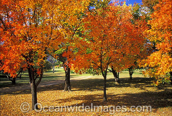 Autumn colours Pistacia chinensis trees photo