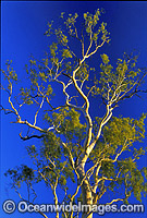 Ghost gum MacDonnell Ranges Central Australia Photo - Gary Bell