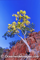 Ghost gum on cliff face MacDonnell Ranges Photo - Gary Bell