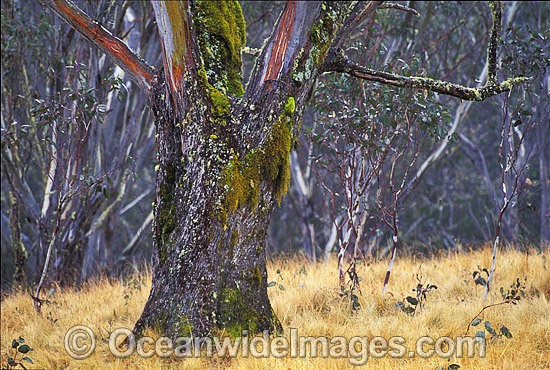 Moss covered eucalypt gum tree photo