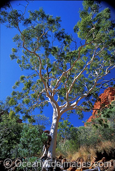 Kings Canyon Territory Central Australia photo