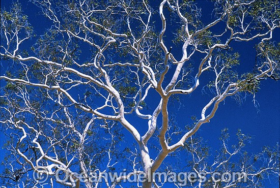 Ghost gum MacDonnell Ranges photo