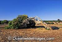 Wind-swept Eucalypt gum tree caused by wind Photo - Gary Bell