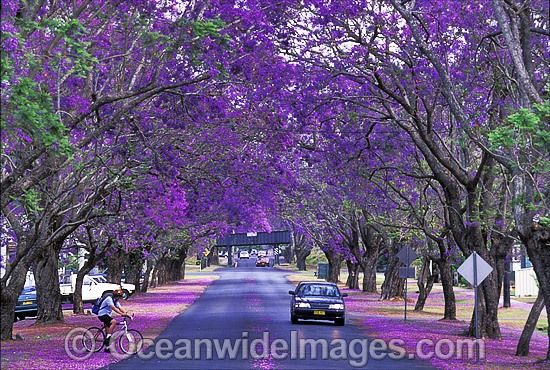 Jacaranda tree avenue Grafton photo