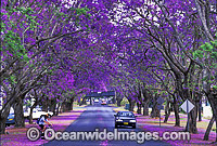 Jacaranda tree avenue Grafton Photo - Gary Bell