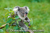 Koala on eucalypt gum tree branch Photo - Gary Bell