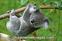Koala hanging from a eucalypt gum tree branch Photo - Gary Bell