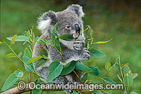 Koala eating eucalypt gum tree leaves Photo - Gary Bell