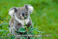 Koala eating eucalypt gum tree leaves Photo - Gary Bell