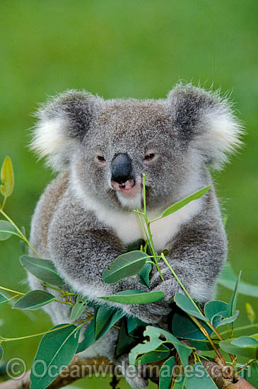 Koala in a eucalypt gum tree photo