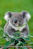 Koala in a eucalypt gum tree Photo - Gary Bell