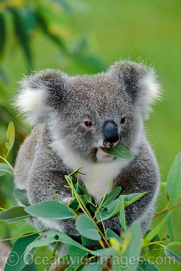 Eating Koala