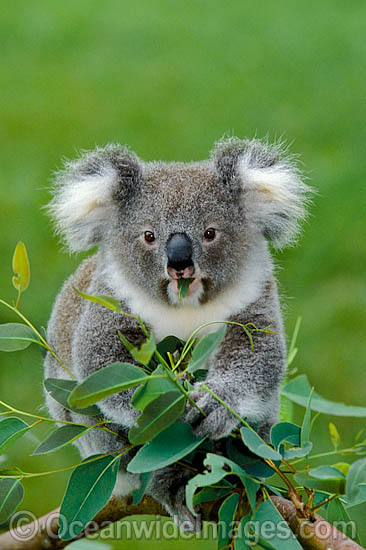 Koalas Eating