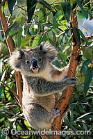Koala in eucalypt gum tree Photo - Gary Bell