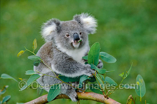 Koala eating eucalypt gum tree leaves photo